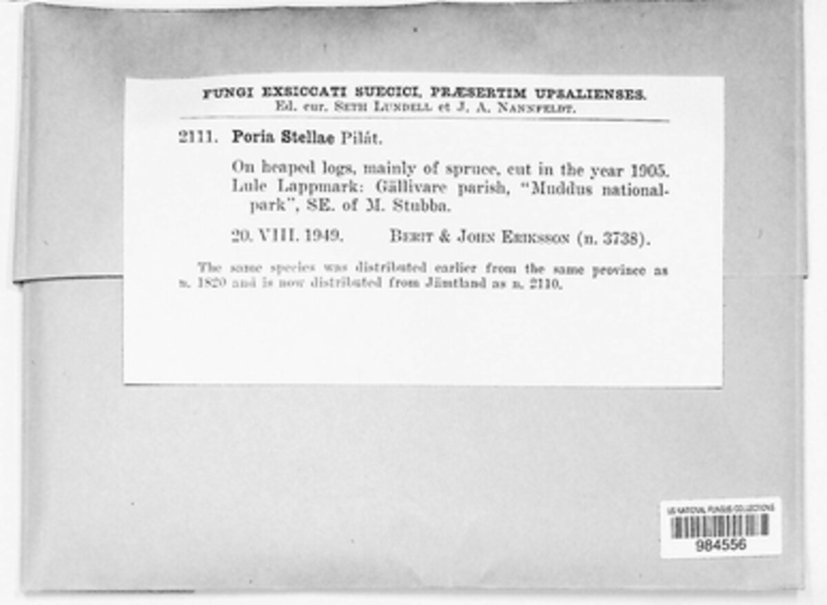 Poria stellae image
